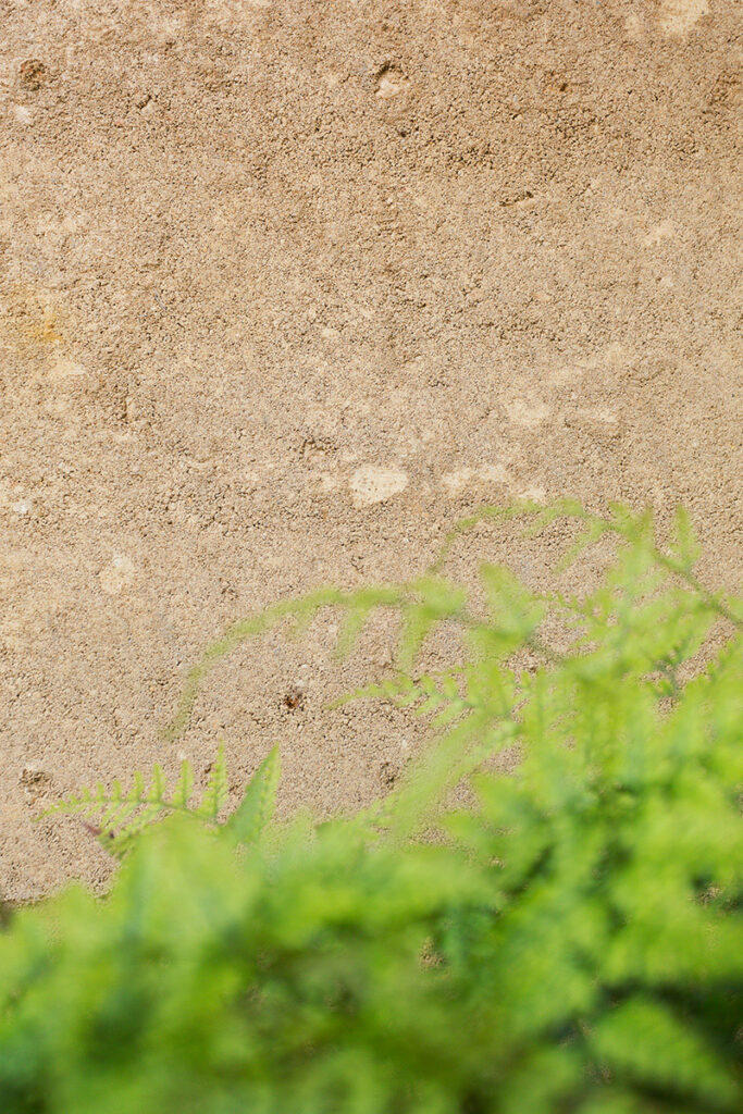 rammed-earth-texture-external-plant