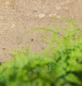 rammed-earth-texture-external-plant