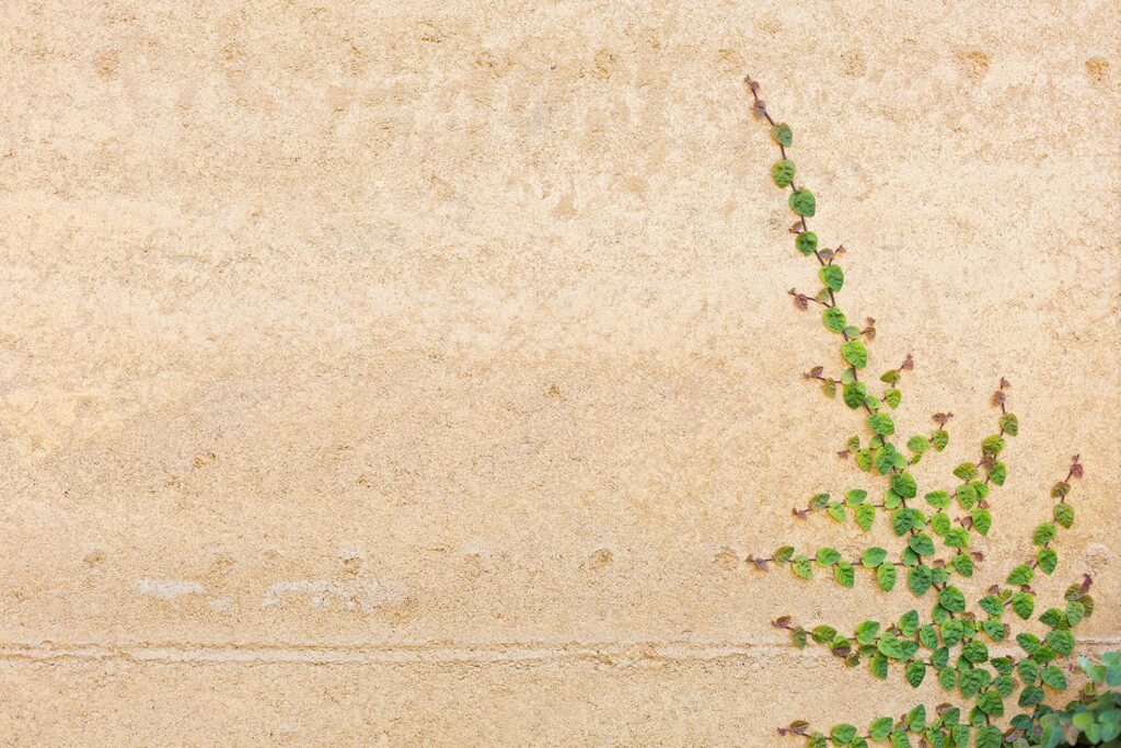 rammed-earth-external-texture-vine